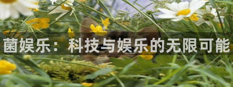 壹号top娱乐：菌娱乐：科技与娱乐的无限可能